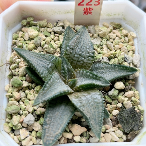 223银狼蛛