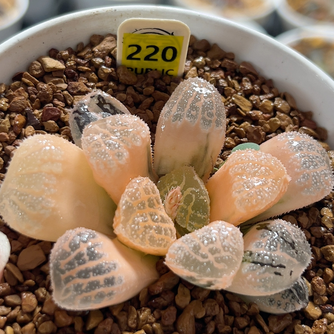 220糊斑摩多寿锦,鲜花速递/花卉仿真/绿植园艺,多肉植物,淘宝优惠券,粉丝福利购,淘宝优惠卷