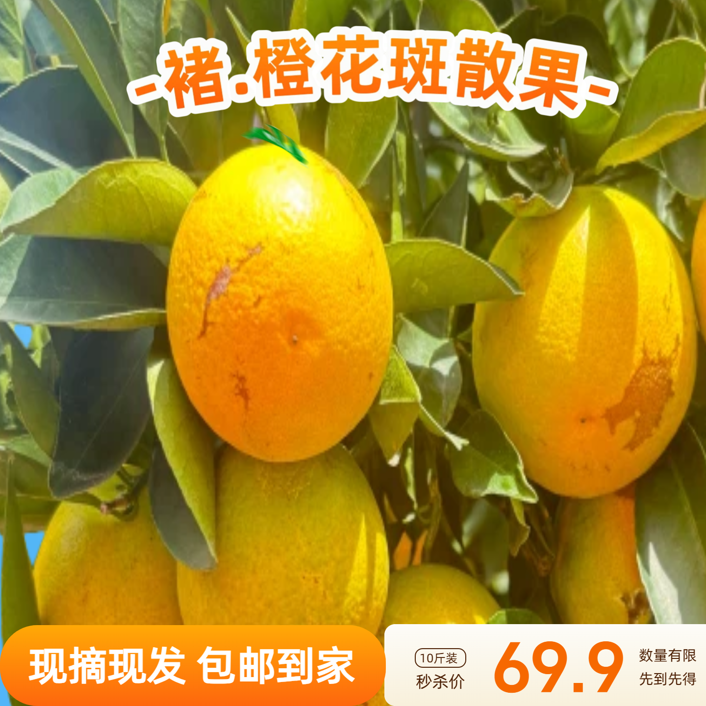 云南哀牢山褚.橙冰糖橙新鲜橙子应季当季水果纯甜整箱批发5/9斤装