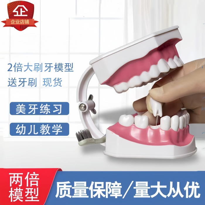 牙齿模型幼儿早教刷牙模具牙科2倍演示构造教学练习用仿真牙模型