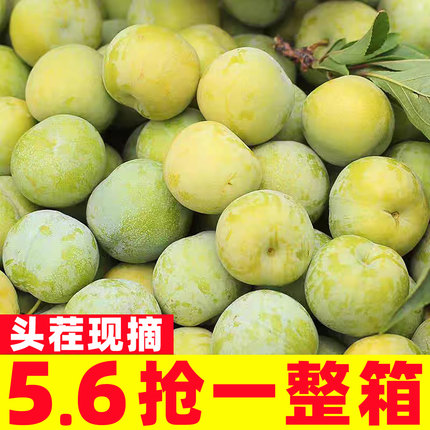 巫山脆李四川脱骨李子脆甜李子新鲜水果四川青脆李应季大果李子