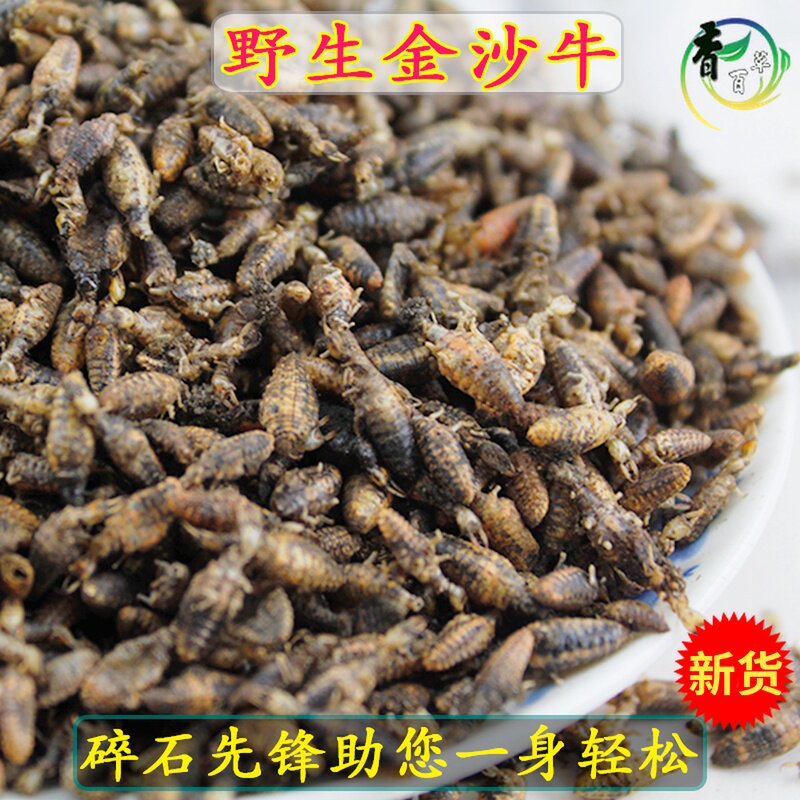 金沙牛10g克中草药材店铺金砂牛倒行狗子睡虫地拱沙猫地牯牛蚁狮