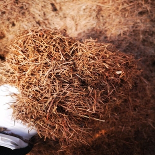 东北纯松针腐熟松针土腐叶土营养土酸性君子兰兰科专用土营养土