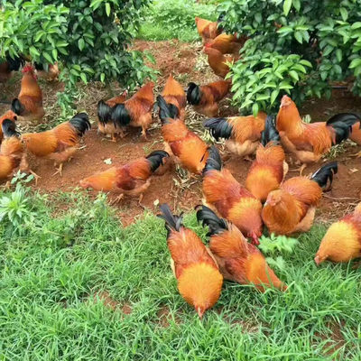 正宗阉鸡养老阉鸡广西