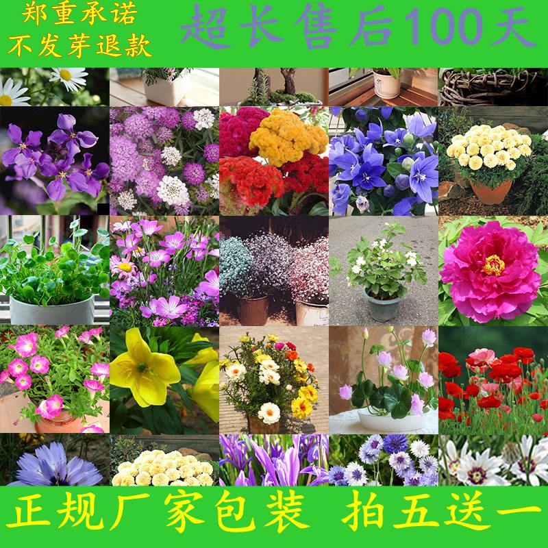 Ëļ¾ÖÖÒ×»îõ¹åǾޱÔ¼¾ÍëÁ«¾Õ½ðÒø»¨»ÜÅèÔÔÖ²ÎïÊß²ËÖÖ×Ó»¨×ѰüÓÊ