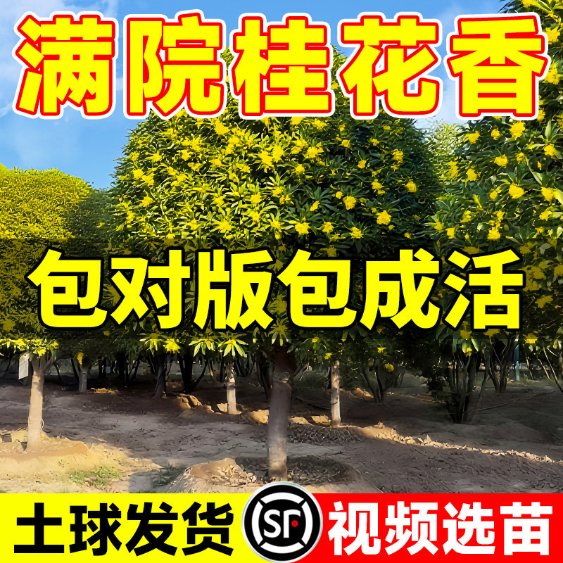 四季桂花树大树金桂特大号老桩大型庭院八月开花风景树耐寒树苗