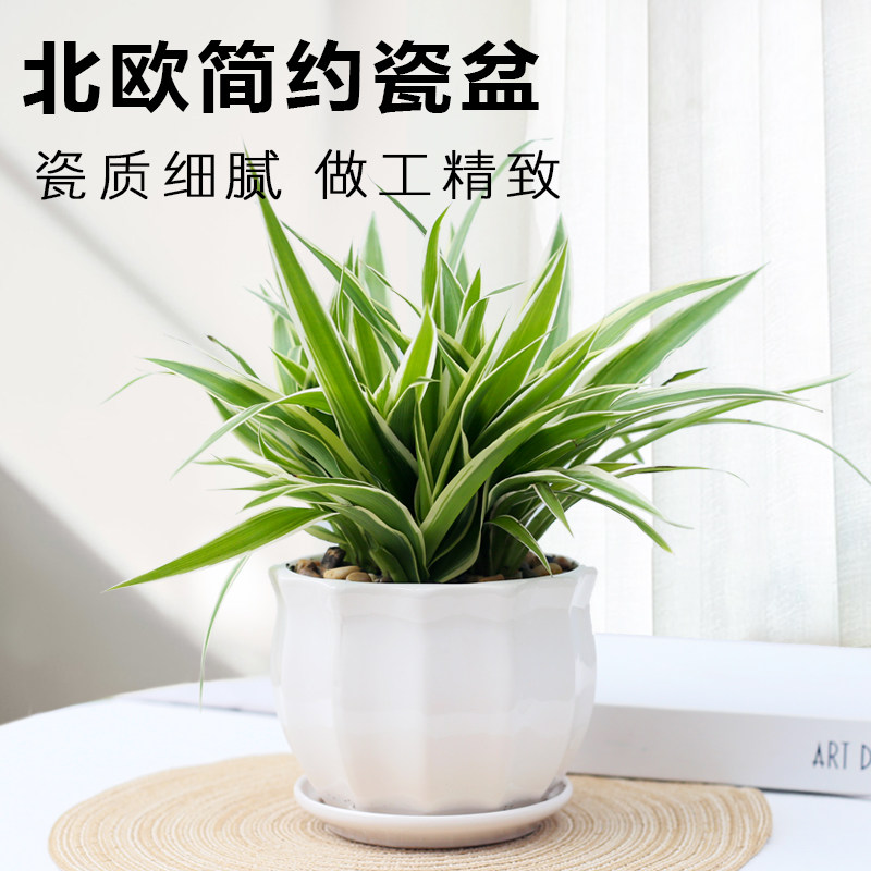金边吊兰盆栽室内净化空气植物办公室四季好养耐阴绿植水培植物