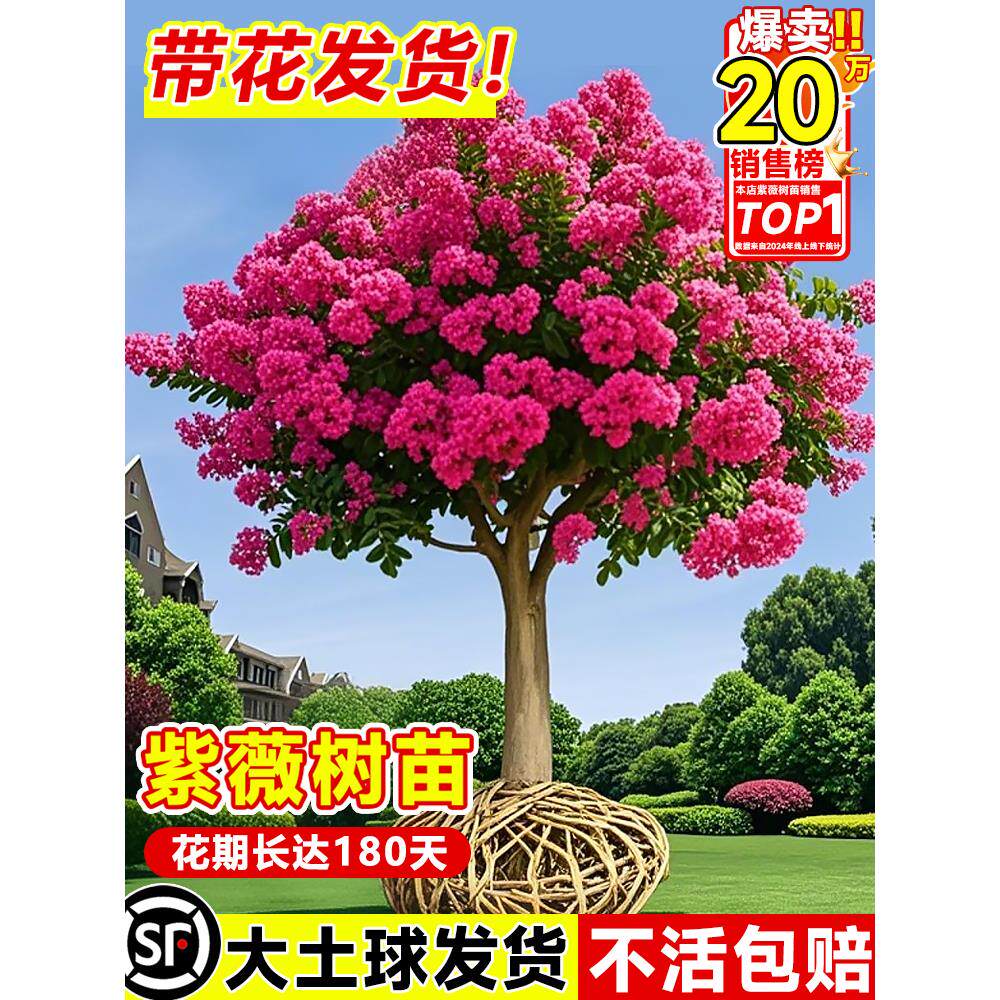 紫薇花树苗庭院老桩别墅室外大型风景树道路绿化植物百日红紫薇树