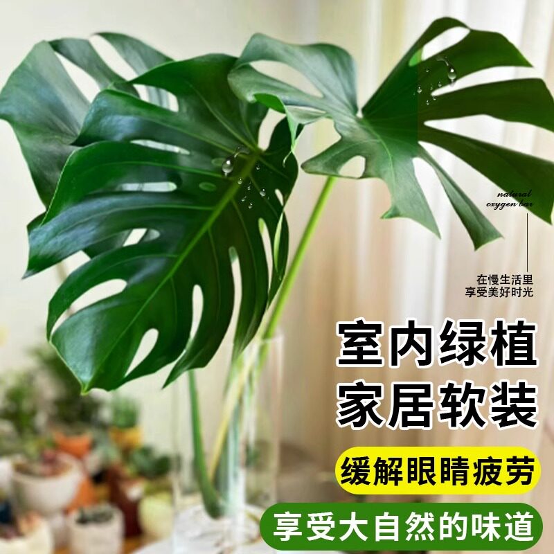 龟背竹水培老桩大叶室内好养