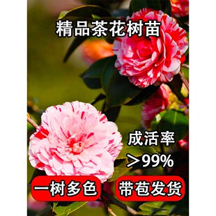茶花树苗山茶花盆栽五色赤丹带花苞香妃室内四季名贵花卉开花植物