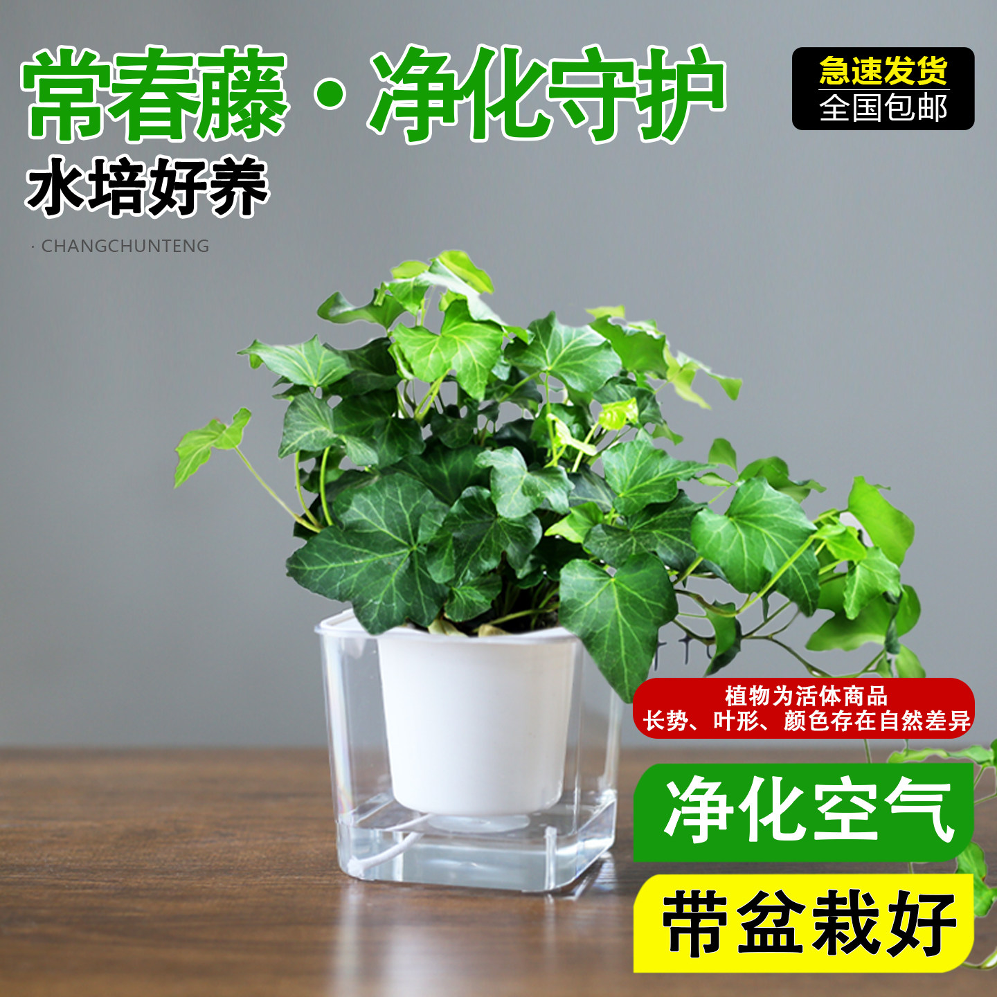 常春藤盆栽室内绿植净化空气四季常青好养爬藤花吊兰垂吊植物阳台
