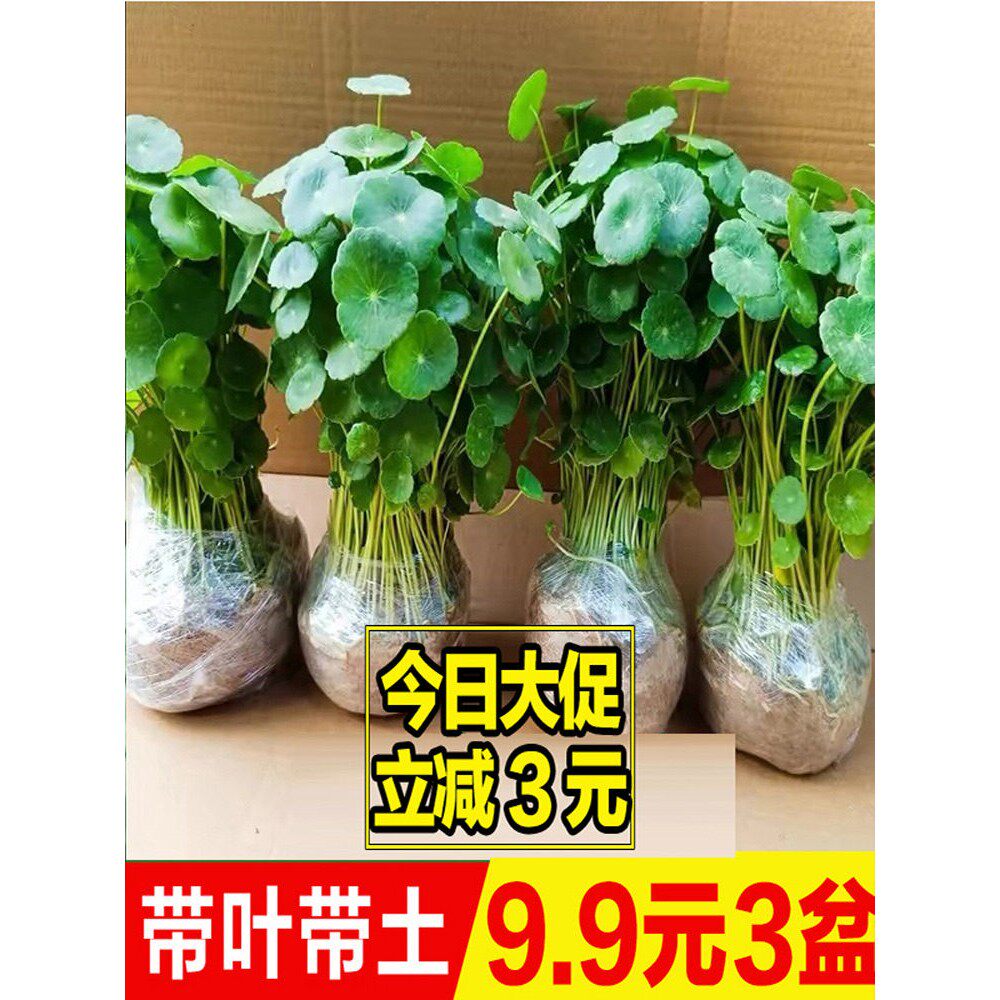 铜钱草花卉绿植水培植物室内外水养招财小草盆栽花苗易活四季常青