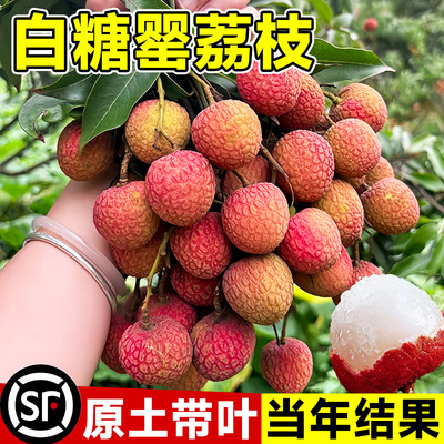 白糖罂荔枝苗树新品种仙桃糯米滋桂味果树盆栽地载南北方当年结果