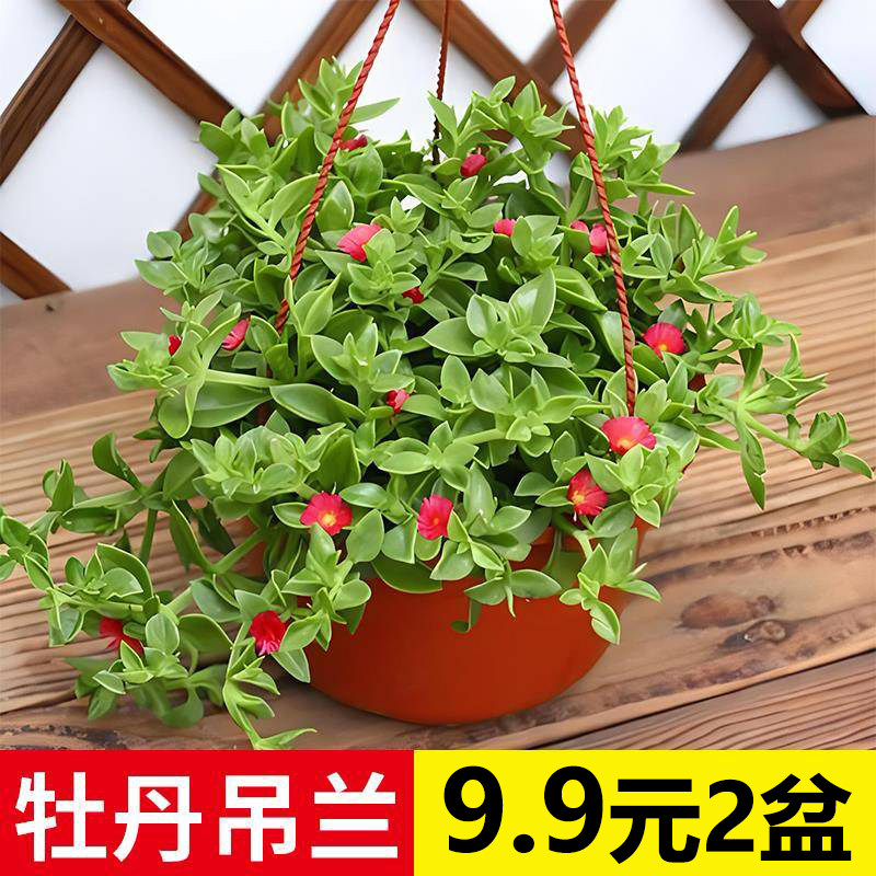 牡丹吊兰盆栽红花好养耐寒净化