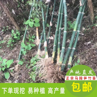 福建漳州绿植马蹄笋竹苗甜笋苗高产量绿笋苗种植现挖3颗装
