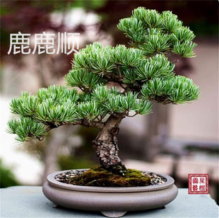 黑松树种子多年生盆栽庭院种植常年青易活易种