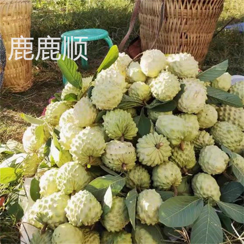 南方热带水果释迦种子番荔枝种子阳台庭院果树种子香气扑鼻