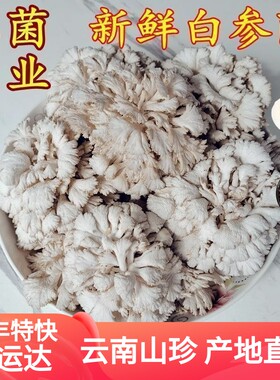 白参菌新鲜云南当季菌菇蔬菜