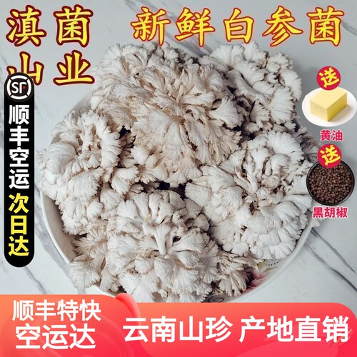 白参菌新鲜云南当季菌菇蔬菜