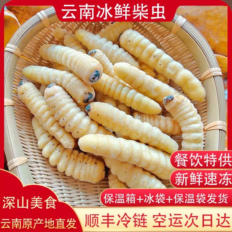 冰冻柴虫野生冷冻竹节虫蜂蛹云南虫子宴顺丰空运次日达净重无冰衣