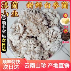 白参菌新鲜 云南特产山珍当季新品雪莲花菌菇新鲜蔬菜空运包邮