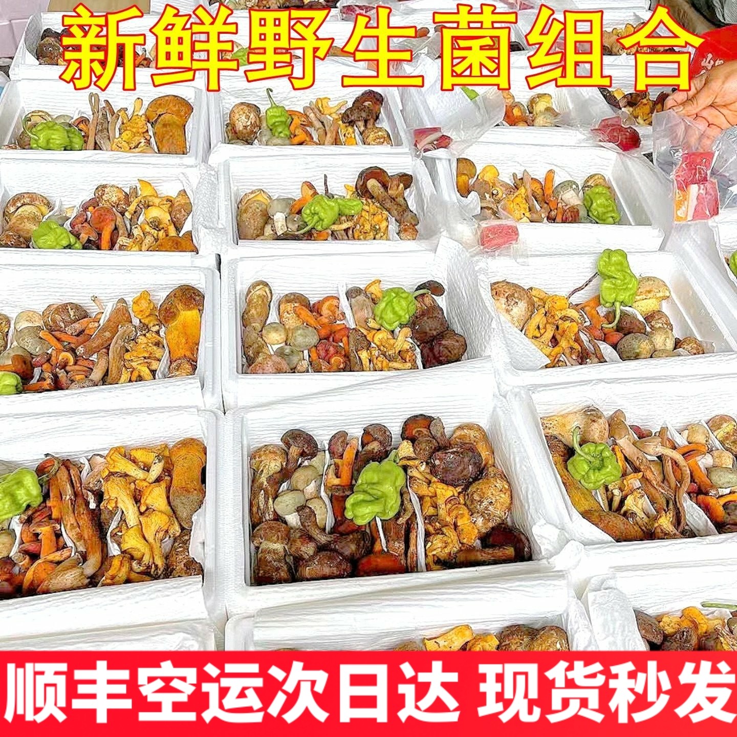 新鲜杂菌组合云南山珍美食农产品松茸红菇珊瑚菌黄牛肝菌鸡油菌,水产肉类/新鲜蔬果/熟食,新鲜松茸/菌菇,淘宝优惠券,粉丝福利购,淘宝优惠卷