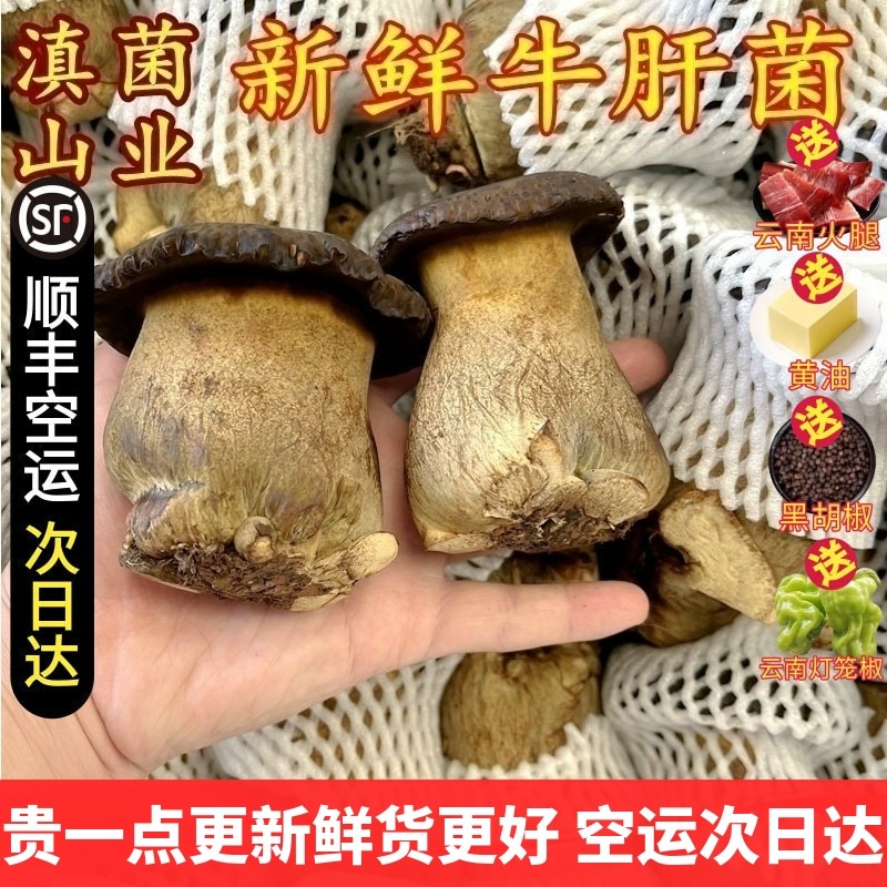 新鲜牛肝菌精选大朵无瑕疵见手青云南特产种植非野生菌空运香菇