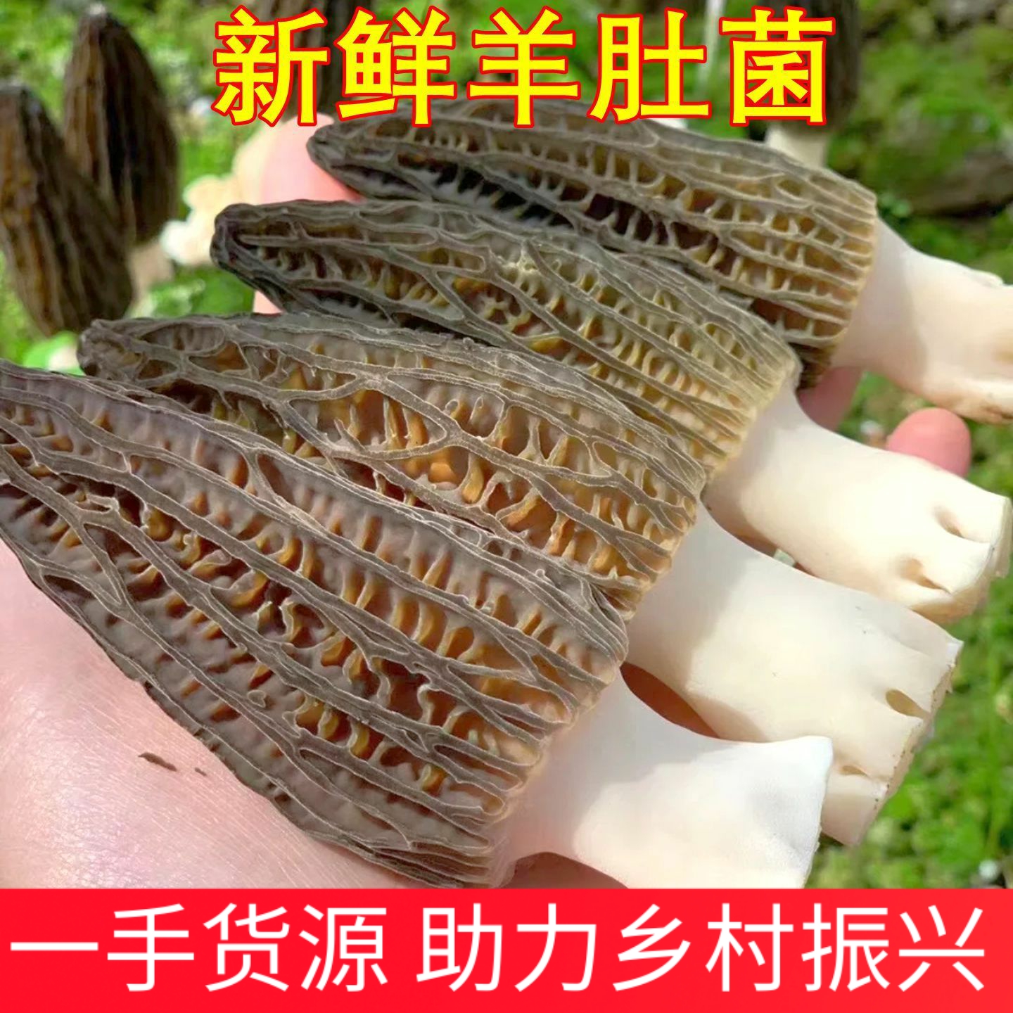 新鲜羊肚菌精选特级礼盒装云南特产野生蘑菇山珍味道鲜美顺丰