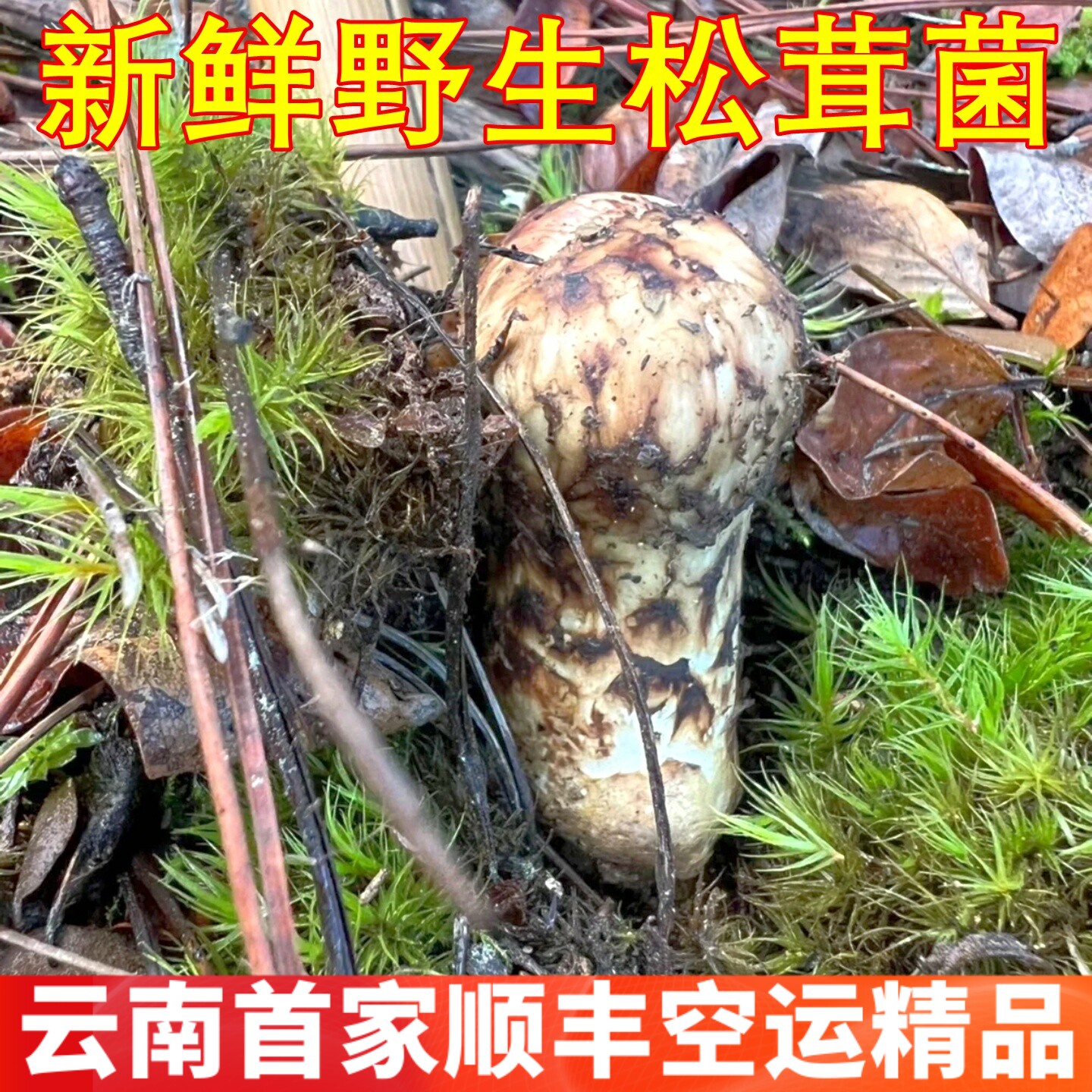新鲜松茸野生香格里拉松茸 稀有山珍美食食材香菇山野云南菌子