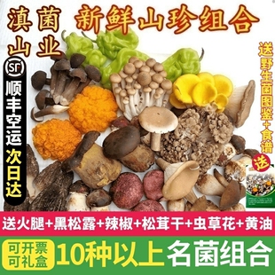 新鲜野生菌组合云南菌子黑松露牛肝菌鸡枞羊肚菌见手青松茸干巴菌
