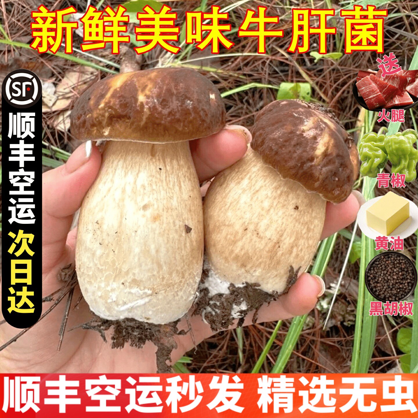 美味牛肝菌新鲜野生白牛肝菌山珍美食稀有特产香菇野生菌云南菌子