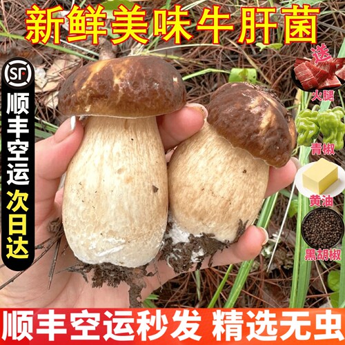 美味牛肝菌新鲜野生白牛肝菌山珍美食稀有特产香菇野生菌云南菌子