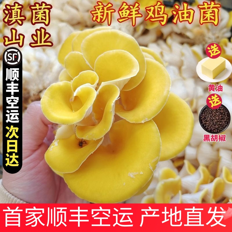 鸡油菌新鲜 云南特产山珍食材蘑菇农家榆黄菌正品火锅爆炒口感嫩