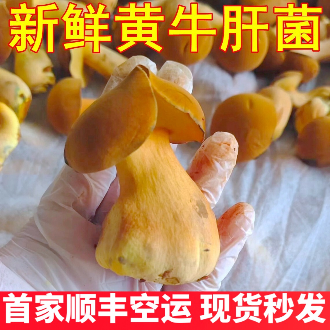 新鲜见手青云南黄牛肝菌 精品大果好货非小菇野生菌云南菌子山珍