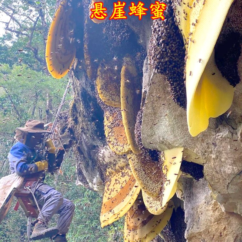 米团花蜜黑蜂蜜云南高山蜂蜜纯正天然土蜂蜜滋补养身药蜜甜蜜浓郁