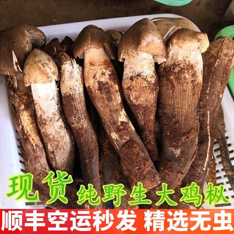 新鲜野生鸡枞菌云南菌子空运次日