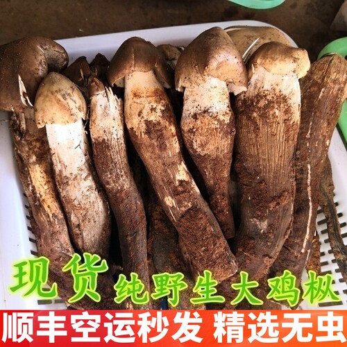 新鲜野生鸡枞菌云南菌子空运次日