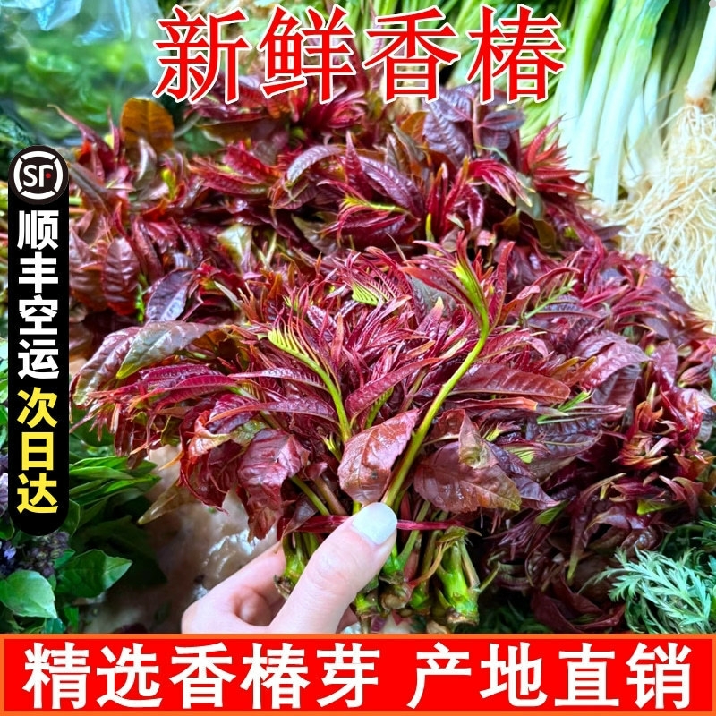 现货顺丰秒发红香椿芽当天摘嫩芽