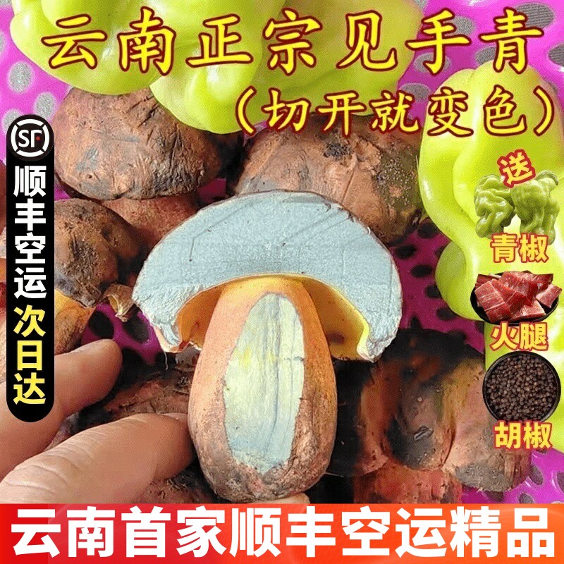 新鲜见手青【现货】牛肝菌云南特产非野生菌菇红葱牛肝鲜黄牛肝菌 - 实物图