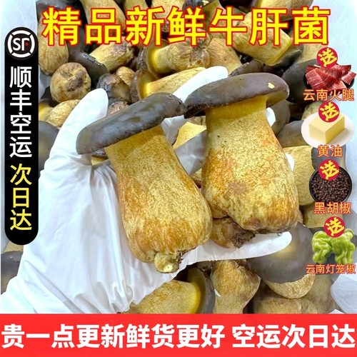 新鲜牛肝菌大朵无瑕疵精选货 见手青黑黄白牛肝菌非野生云南菌子