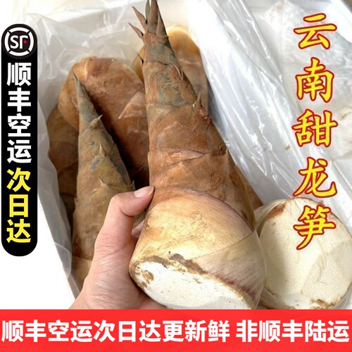 甜笋龙笋新鲜云南新鲜蔬菜 可生吃水果竹笋鲜嫩春笋现挖野菜