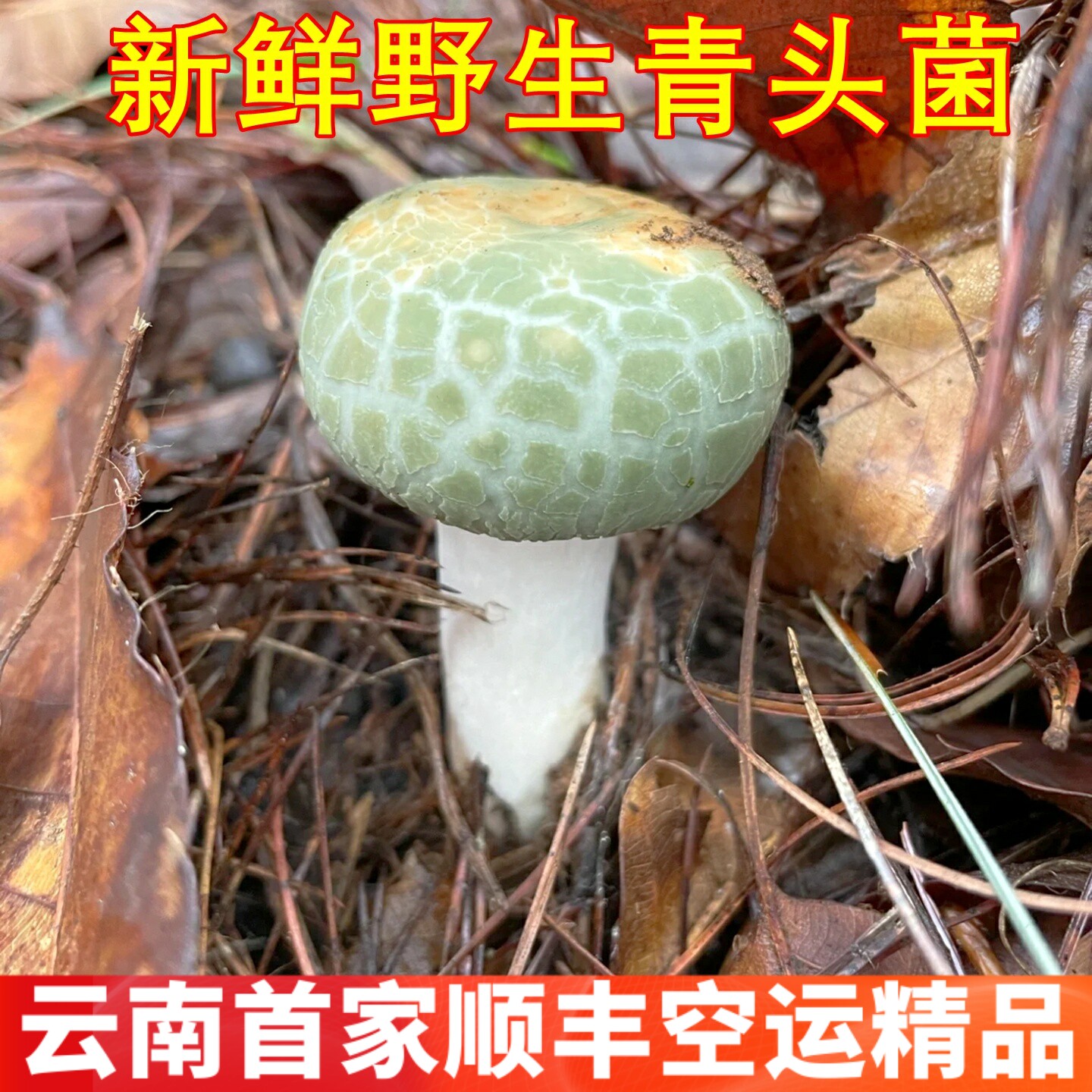 新鲜青头菌野生青头菌 稀有美食农产品山珍云南菌子蘑菇空运发货