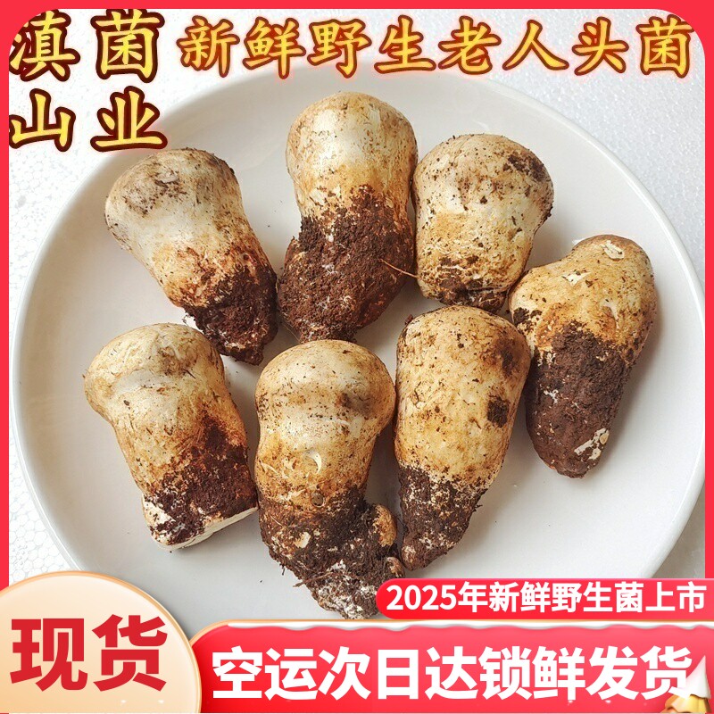 新鲜老人头菌野生 松苞菌云南特产山珍美味食材农产品香菇一斤装