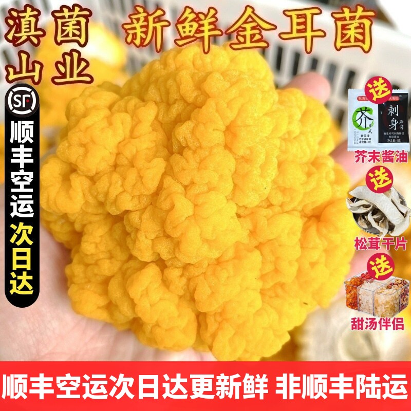 新鲜金耳菌 礼盒装云南山珍可刺身银耳糯耳黑木耳口感软糯顺丰1斤