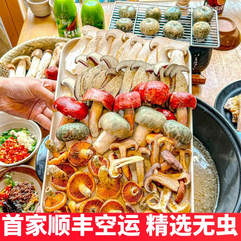 新鲜蘑菇组合云南野生菌杂菌松茸牛肝菌见手青红菇干巴菌鸡枞羊肚