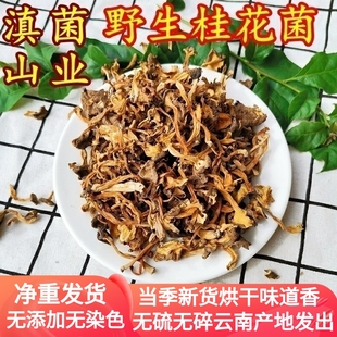 野生桂花菌干货 云南100g山珍特产香味浓郁鸡油菌美食材食用菌
