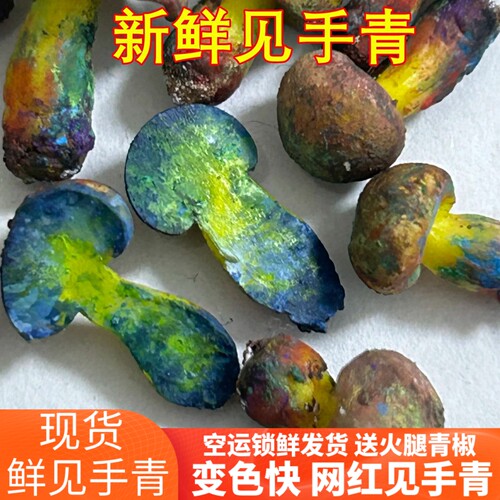 见手青新鲜红葱牛肝菌云南山珍红葱牛肝菌野生菌云南菌子空运菌子