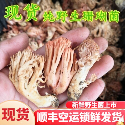 新鲜野生珊瑚菌云南特产