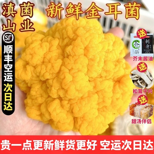 新鲜金耳菌 云南山珍可刺身银耳糯耳黑木耳口感软糯顺丰1斤美食