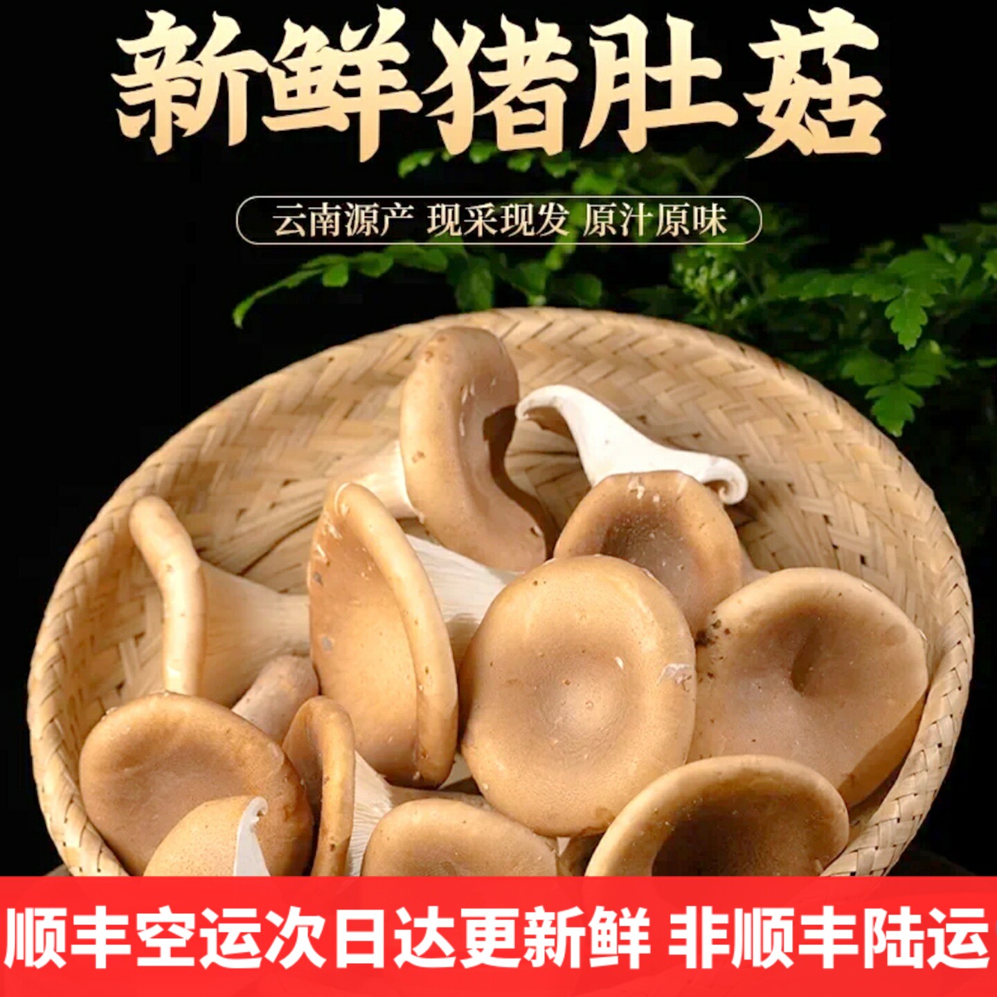 新鲜猪肚菇 大斗菇食用菌美食蘑菇大伞菌漏斗菇香菇云南菌子野生